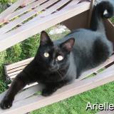 Picture of cat lost at Montreal