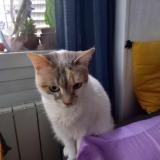 Picture of cat lost at Marseille