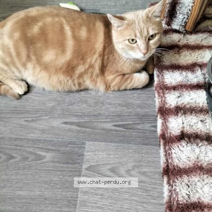 Photo 1/1 Rom&eacute;o Chat lost in Amiens