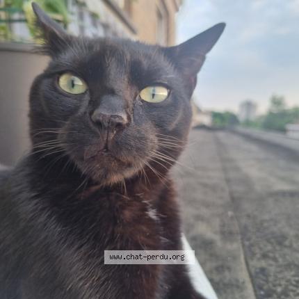 Foto 1/1 Kat teruggevonden Vermist in Auderghem