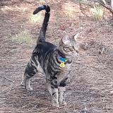 Picture of cat lost at Saint Selve