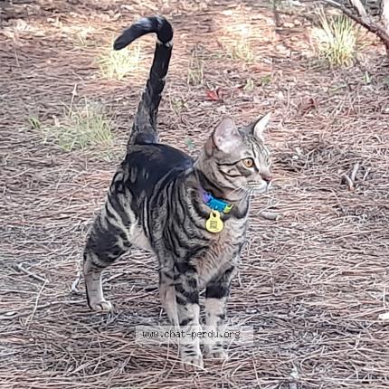 Photo 1/1 TIGER Chat lost in Saint selve