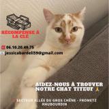 Picture of cat lost at Haubourdin