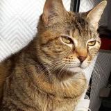 Picture of cat lost at Dreux