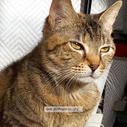 Photo 1/1 Lilas Chat lost in Dreux