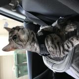 Picture of cat lost at Quebec