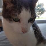 Picture of cat lost at St Paul En Jarez