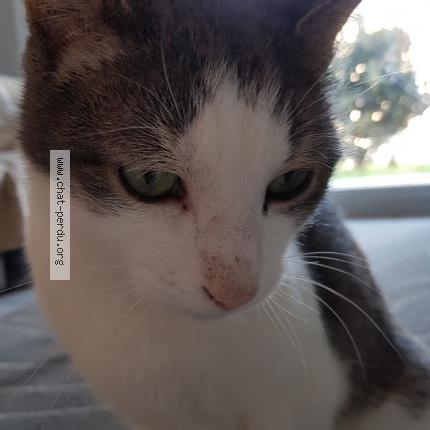 Photo 1/2 Olkky Chat lost in St paul en jarez