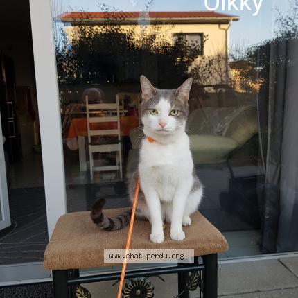 Photo 2/2 Olkky Chat lost in St paul en jarez