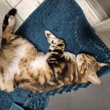 Picture of cat lost at Cholet