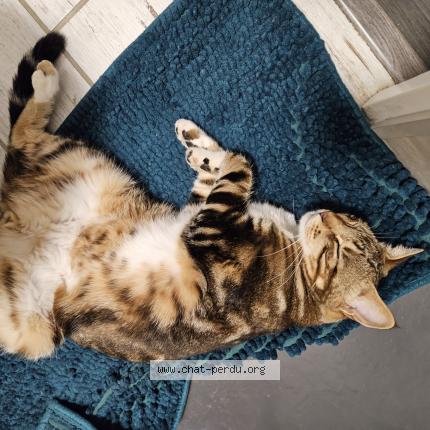 Photo 1/1 Shoyo Chat lost in Cholet