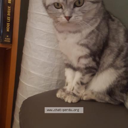 Foto van vermiste kat in Machelen