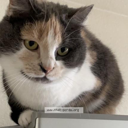 Photo 1/1 Maggie Chat lost in La chapelle sur erdre