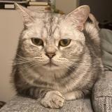 Picture of cat lost at Montreal