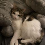 Picture of cat lost at Sallaumines