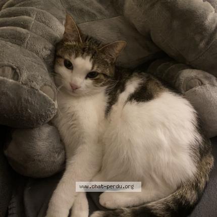 Photo 1/1 Mila Chat lost in Sallaumines