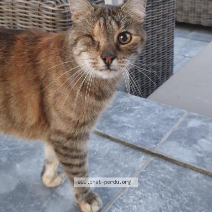 Foto 1/1 Kat teruggevonden Vermist in La Louviere