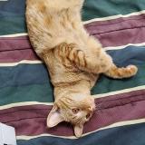 Picture of cat lost at Shebrooke