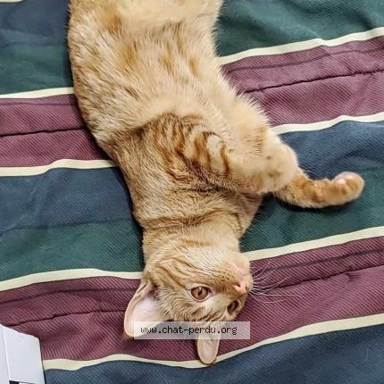 Photo 1/1 Cat reunited Lost in Shebrooke