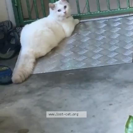 Photo 1/5 Reunited cat Lost in Singapore Bedok Reservoir