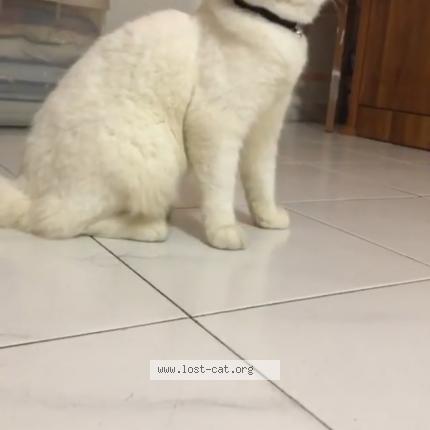 Photo 2/5 Cat reunited Lost in Singapore bedok reservoir