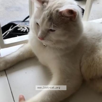 Photo 3/5 Cat reunited Lost in Singapore bedok reservoir