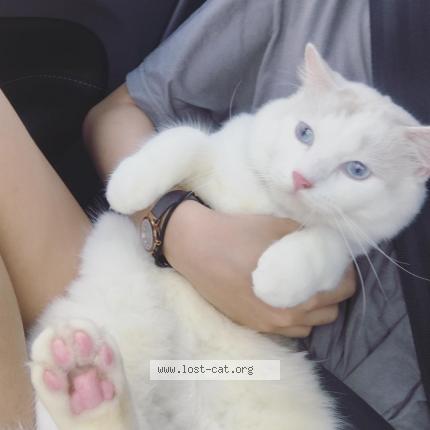 Photo 4/5 Reunited cat Lost in Singapore Bedok Reservoir