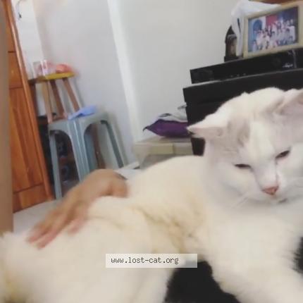 Photo 5/5 Reunited cat Lost in Singapore Bedok Reservoir