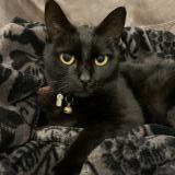 Picture of cat lost at Avelin