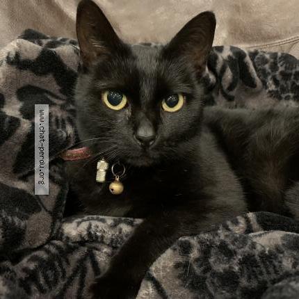 Photo 1/1 Gaïa Chat lost in Avelin