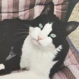 Picture of cat lost at Edmonton