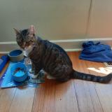 Picture of cat lost at La Ciotat