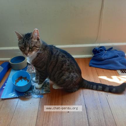 Photo 1/5 POUCHSKA Chat lost in La ciotat