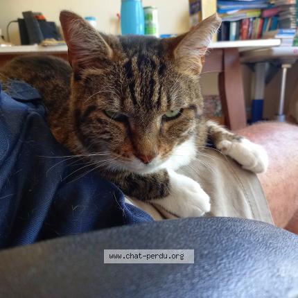 Photo 3/5 POUCHSKA Chat lost in La ciotat