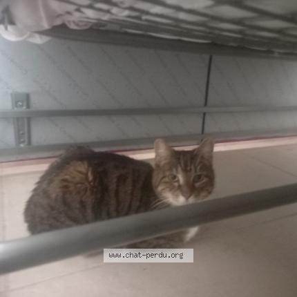 Photo 4/5 POUCHSKA Chat lost in La ciotat