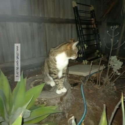 Photo 5/5 POUCHSKA Chat lost in La ciotat