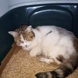 Picture of cat found at Paris