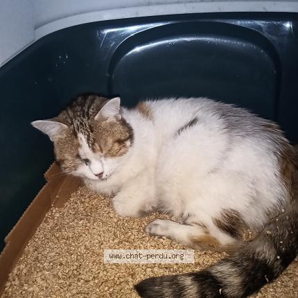 Photo 1/1 Cat reunited Found in Paris