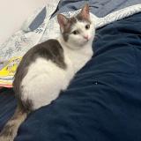 Picture of cat lost at Montreal