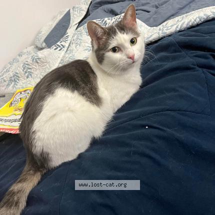 Photo 1/1 Cat reunited Lost in Montreal