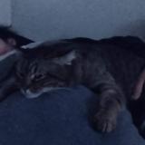 Picture of cat lost at Stains