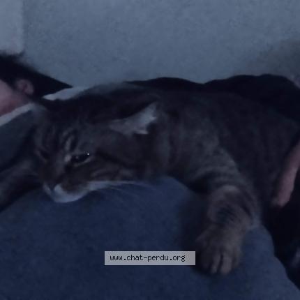 Photo 1/1 Griffon Chat lost in Stains