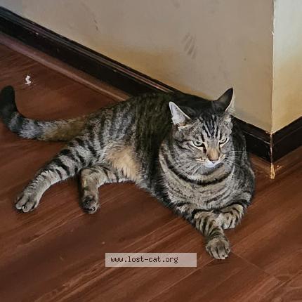 Picture of cat lost at Cincinnati