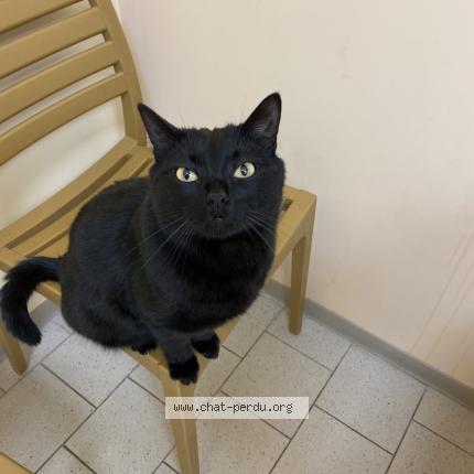 Photo 1/1 Tichat Chat lost in Montescot