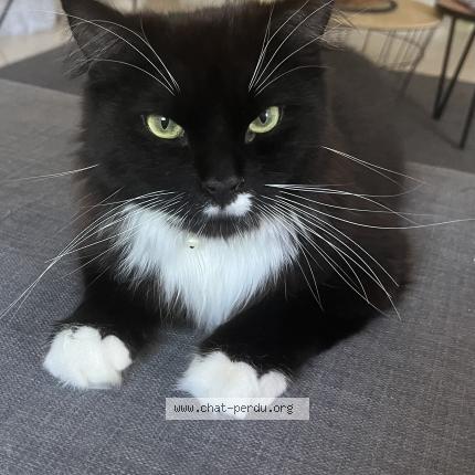 Foto van vermiste kat in Bleny