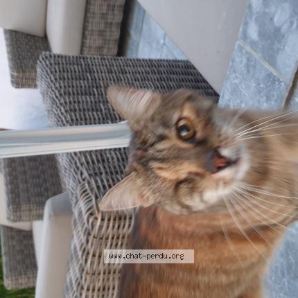 Foto van vermiste kat in Haine Saint Paul