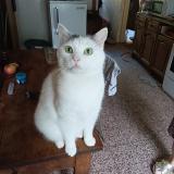 Picture of cat lost at Lyon