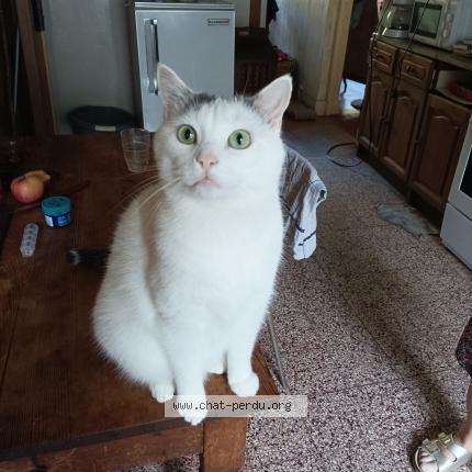 Photo 1/1 Chacra Chat lost in Lyon