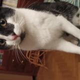 Picture of cat lost at Chatenay Malabry