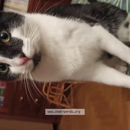 Photo 1/1 Loulou Chat lost in Chatenay malabry